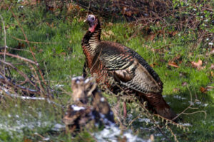 SAMUEL: How winter impacts our wildlife